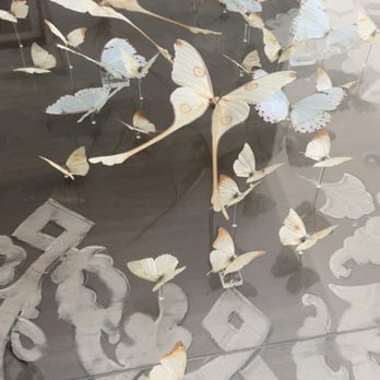 Cover Your Pergola - Acrylic butterfly box w/a broken acrylic hook - Building Supplies Near Me - Kyle, Texas Cover Your Pergola - Acrylic butterfly box w/a broken acrylic hook - Building Supplies Near Me - Kyle, Texas