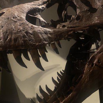 Naturhistorisches Museum - My buddy Jamal - Museums Near Me - Vienna, 9 Naturhistorisches Museum - My buddy Jamal - Museums Near Me - Vienna, 9