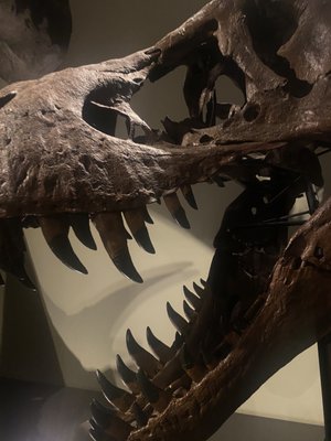 Museum of Natural History Vienna by null