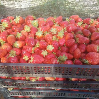 Organicas Farm Fresh - Farmers Market Near Me - Santiago, RM Organicas Farm Fresh - Farmers Market Near Me - Santiago, RM