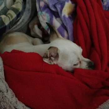 PetSmart - Pet Training Near Me - Little Rock, Arkansas