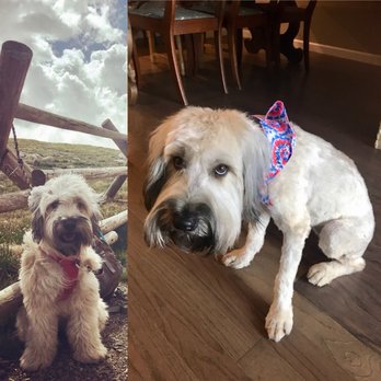 Ken Caryl Pet Spa - Before and after - Pet Groomers Near Me - Littleton, Colorado Ken Caryl Pet Spa - Before and after - Pet Groomers Near Me - Littleton, Colorado