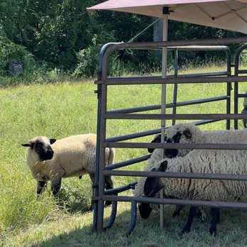 Lavender Hill Farm - Sheep - Farms Near Me - Berwick, Maine Lavender Hill Farm - Sheep - Farms Near Me - Berwick, Maine