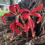 Photo of Daylily Nursery