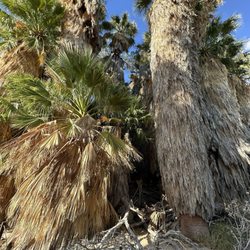 Lost Palms Oasis