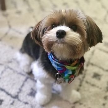 Canine Designing - Pet grooming place - Pet Sitting Near Me - Norridge, Illinois Canine Designing - Pet grooming place - Pet Sitting Near Me - Norridge, Illinois