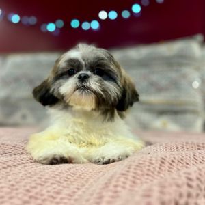 Canine Couture on Yelp