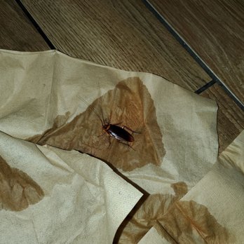 Wendy's - Fat roach chillin. - Burgers Near Me - Norwalk, California Wendy's - Fat roach chillin. - Burgers Near Me - Norwalk, California