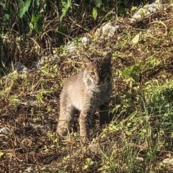 Lake Apopka Loop Trail