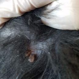 Multiple ticks biting one spot Multiple ticks biting one spot