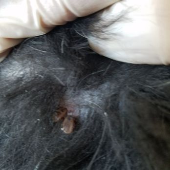 Silverhawk Luxury Apartments - Multiple ticks biting one spot - Apartments Near Me - La Quinta, California Silverhawk Luxury Apartments - Multiple ticks biting one spot - Apartments Near Me - La Quinta, California