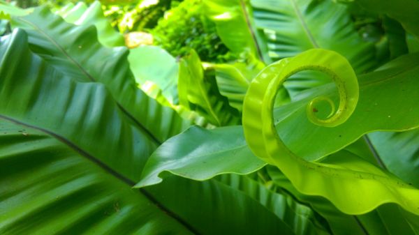 Tropical Spice Garden by null