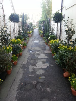 Clifton Nurseries by null