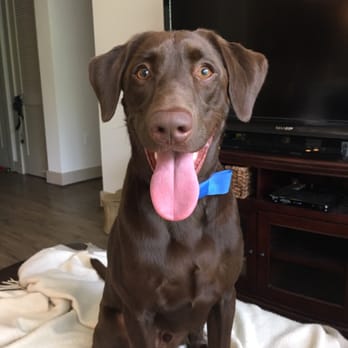 Sit Means Sit Dog Training - Moose practicing "place" for his birthday pic! - Pet Training Near Me - Austin, Texas Sit Means Sit Dog Training - Moose practicing "place" for his birthday pic! - Pet Training Near Me - Austin, Texas