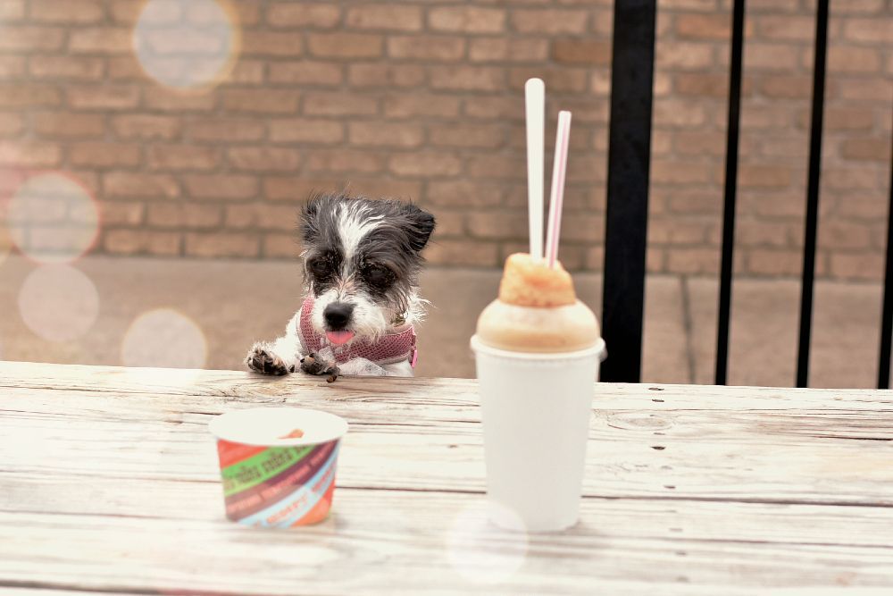 SKOOPS ICE CREAM & DRIVE THRU Updated July 2024 10 Photos 16830