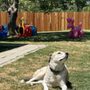 Photo of Geo and Fido