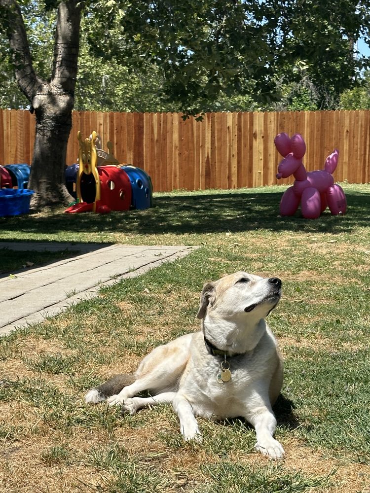Geo and Fido - pet boarding facility in Sacramento, CA