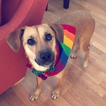 Play Pals - Luna w/ Brian at NYC Pride! - Dog Walkers Near Me Play Pals - Luna w/ Brian at NYC Pride! - Dog Walkers Near Me
