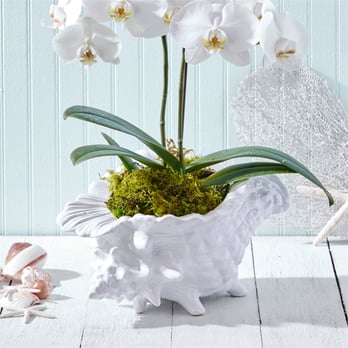 Local Fare - Conch shell vase - Home Decor Near Me - Costa Mesa, California Local Fare - Conch shell vase - Home Decor Near Me - Costa Mesa, California