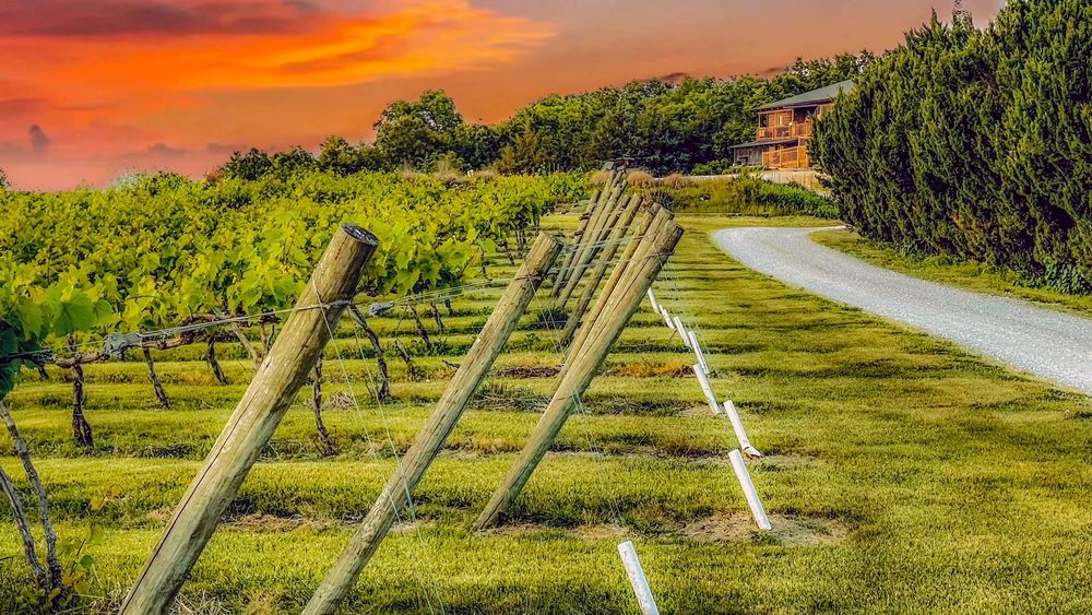 Ridge View Winery - vineyard in Mt Sterling, IL