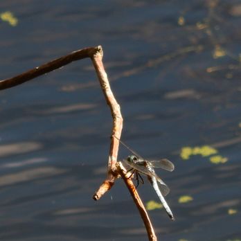 Twin Ponds Park - Dragonfly on a twig/branch. - Parks Near Me - Shoreline, Washington Twin Ponds Park - Dragonfly on a twig/branch. - Parks Near Me - Shoreline, Washington
