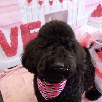 Happie Hounds - My Juniper at the Valentine's Day Pawty - Pet Boarding Near Me - Mt. Juliet, Tennessee Happie Hounds - My Juniper at the Valentine's Day Pawty - Pet Boarding Near Me - Mt. Juliet, Tennessee