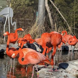 Stone Zoo - Flamingos