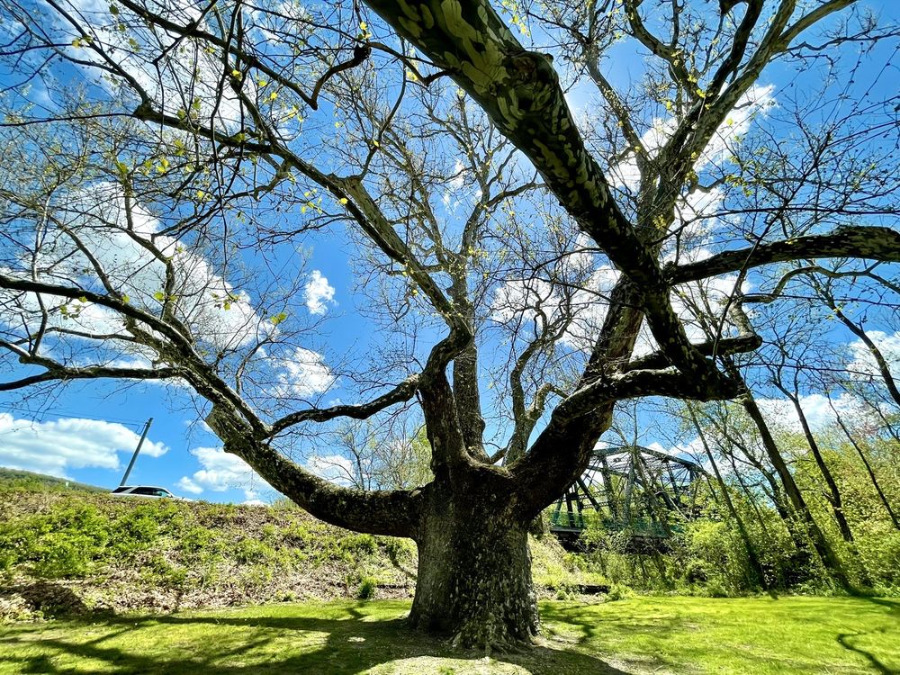 PINCHOT SYCAMORE TREE PARK Updated June 2024 61 Photos 185