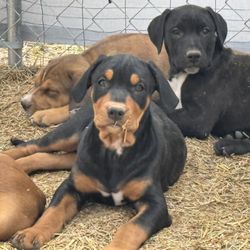 Riverdale Animal Shelter - 11 Week Old , Doberman / Pitbull Pups, call: 785-332-5460 , I have 8 , I can't Sell or even give away / need to go to good Homes
