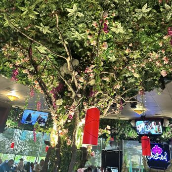 Orchid Thai Cuisine - inside tree nice pretty ambiance - Thai Near Me - Lincoln, California Orchid Thai Cuisine - inside tree nice pretty ambiance - Thai Near Me - Lincoln, California