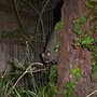 Photo of Possum Removal Melbourne
