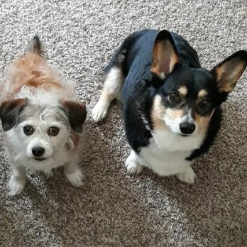 Swaggy Wags and Walks - Dog Walkers Near Me Swaggy Wags and Walks - Dog Walkers Near Me