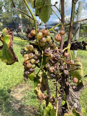 Saudé Creek Vineyards by null