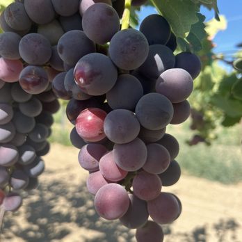 Khm Produce - a bunch of grapes hanging from a vine - Pick Your Own Farms Near Me - Aguanga, California