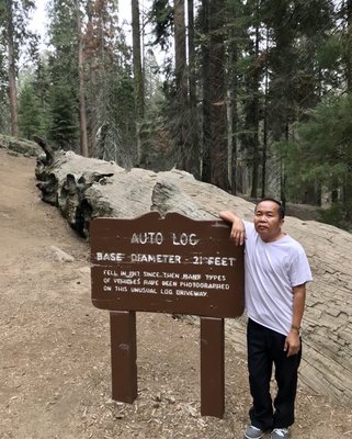 Sequoia National Park's Tunnel Log by null