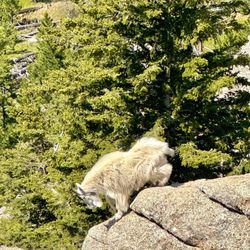 Black Hills National Forest