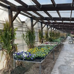 Hartman's Towne & Country Greenhouse - 4-pack Pansies