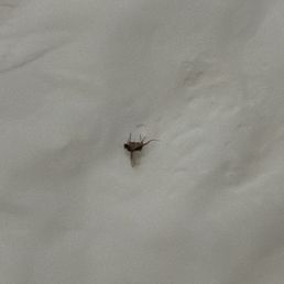 Fruit fly Fruit fly