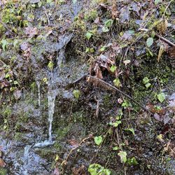 Wildwood Recreation Site - Waterfall on a moss wall