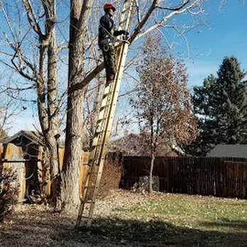 Pit Bull Tree & Landscaping Services - Lots of work - strategic planning to take care where branches fall. - Tree Services Near Me - Denver, Colorado Pit Bull Tree & Landscaping Services - Lots of work - strategic planning to take care where branches fall. - Tree Services Near Me - Denver, Colorado