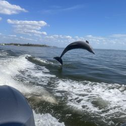 Cape Captains - Capt Paul - Dolphins jumping in our wake