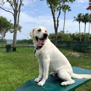 Kennedy Park Dog Park - Our pup using the agility ramp - Dog Parks Near Me - Coconut Grove, Florida