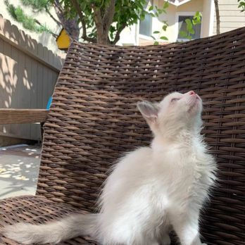 FairyTale Ragdoll by i-Angel - Pet Breeders Near Me FairyTale Ragdoll by i-Angel - Pet Breeders Near Me