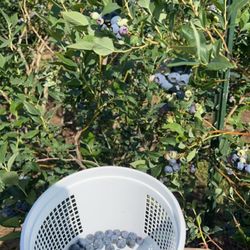 3 Birds Berry Farm - 1 gallon bucket available for purchase and reuse :)