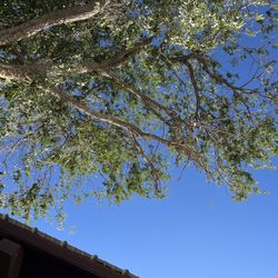 Coronado Campground - Lots of dead low hanging (ac destroying limbs) just made me want to bring my saw