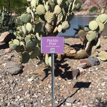 Buckskin Mountain State Park - Parks Near Me - Parker, Arizona Buckskin Mountain State Park - Parks Near Me - Parker, Arizona