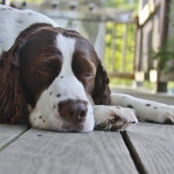 The Dog Wash Too - a relaxing moment after my spa day.....