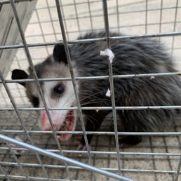 Trapped and released at a Park far away from my house