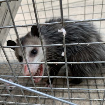 Blackhawk Pest Management - Trapped and released at a Park far away from my house - Pest Control Near Me - Richmond, Texas