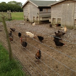 Sutton Mawr Farm - Chickens